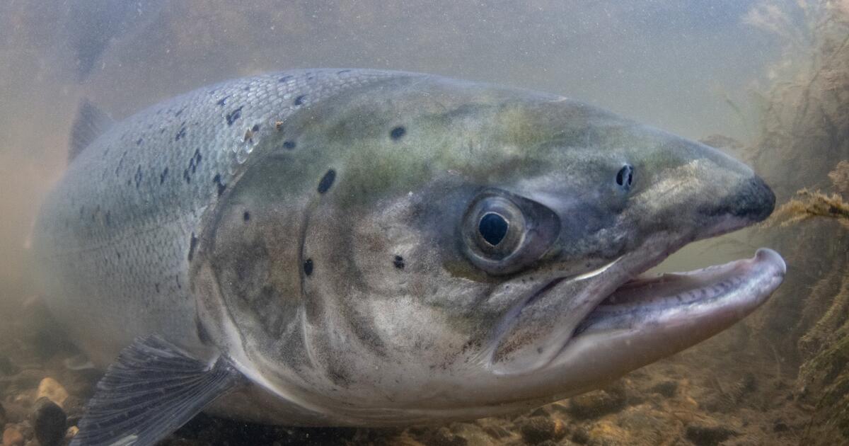 Salmon of Steel: The Story of Sheffield’s Salmon | The University of ...